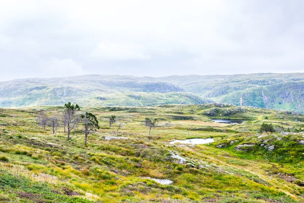 Open mountain terrain above Bergen on an extended walk from Fløyen