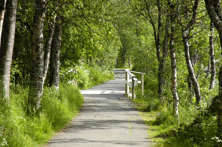 Level path through birch woodland beside Prestvannet