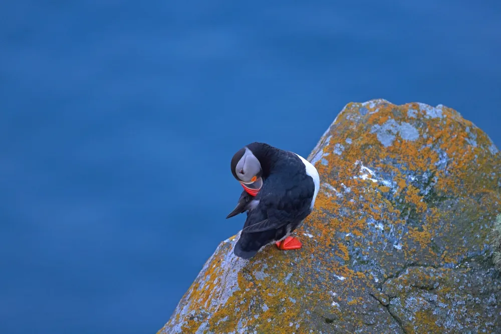 Atlantic puffin at Runde with the sea behind