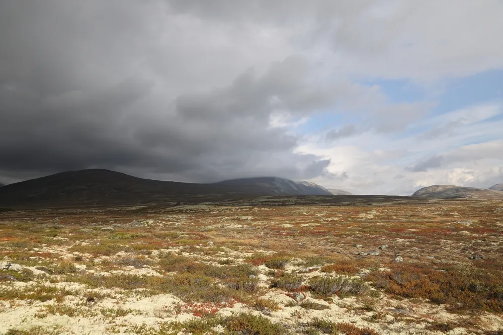 Open autumn terrain on the Dovrefjell plateau below Snøhetta