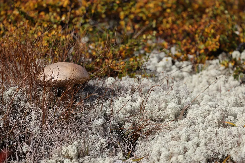Mushroom among lichen and autumn vegetation on Dovrefjell