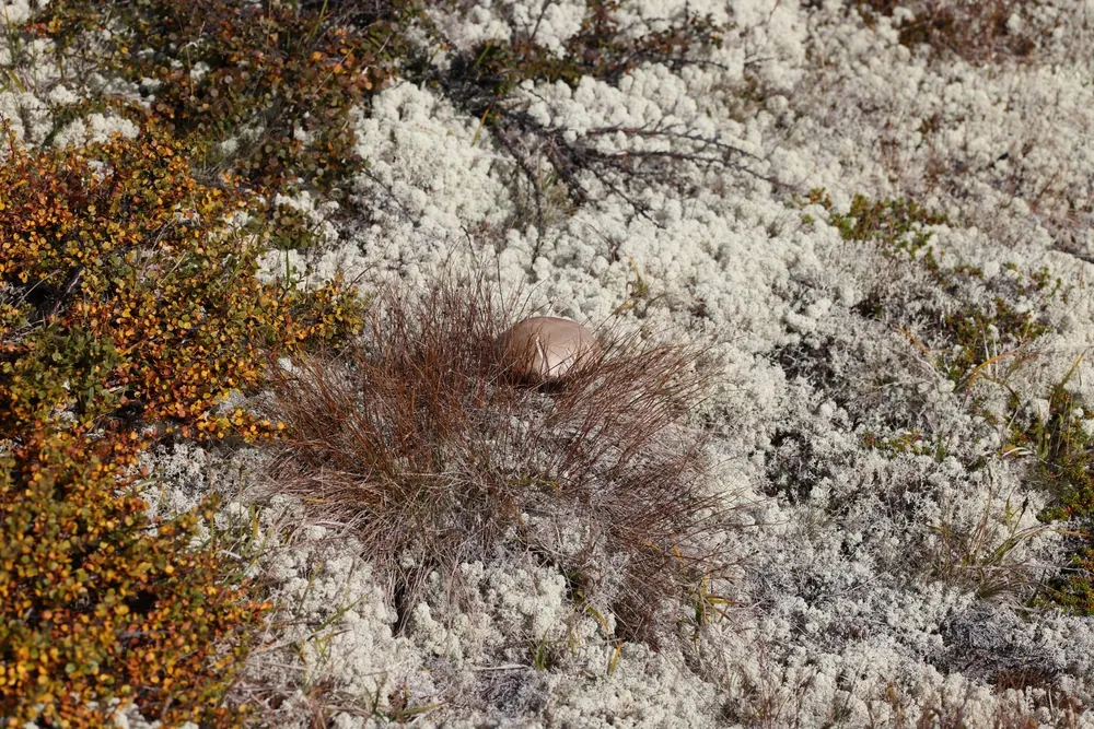 Lichen and alpine vegetation on Dovrefjell